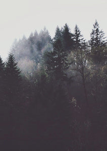 Sustainable Forestry