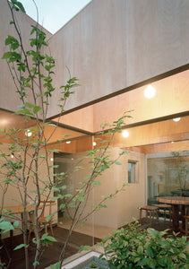 5 Indoor Plants to Enhance Wellbeing