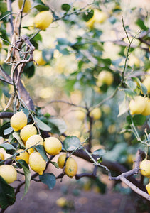 The Art of Eating Seasonally